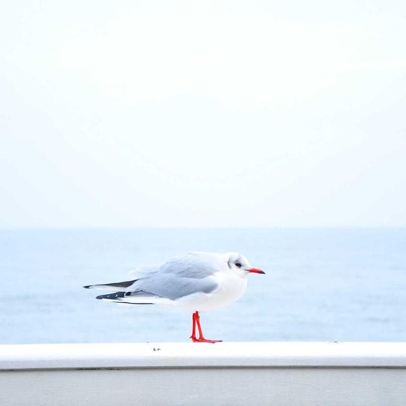 Cuaderno Espiral Norma 80 Hojas