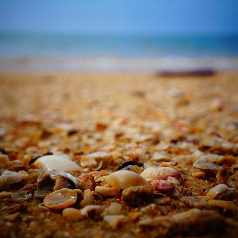 Marcadores Sharpie x12